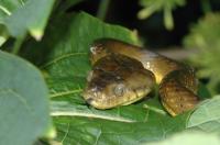Brown tree snake could mean Guam will lose more than its birds