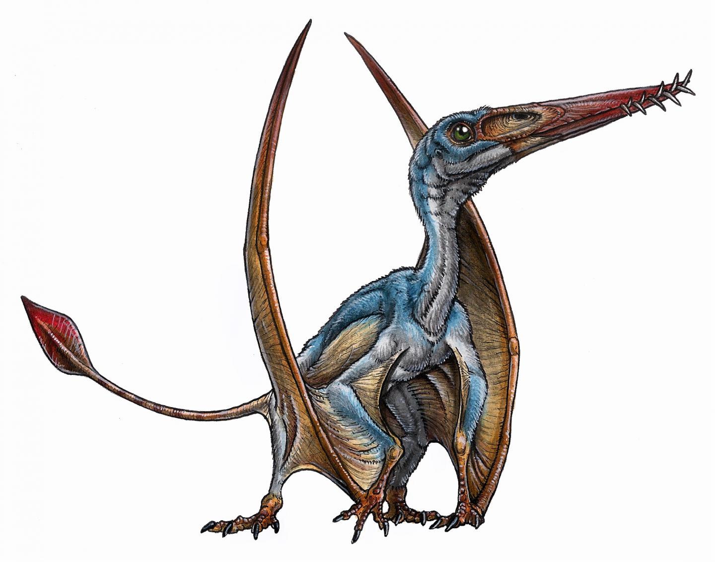 Species New to Science: [Paleontology • 2017] Argentinadraco barrealensis •  A New Azhdarchoid Pterosaur (Pterosauria, Pterodactyloidea) with An Unusual  Lower Jaw from the Portezuelo Formation (Upper Cretaceous), Neuquén Group,  Patagonia, Argentina