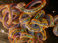 SM122305_2sm.jpg