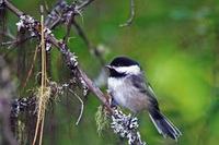 20050616_pid10733_aid10732_chickadee_w250.jpg