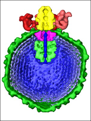 virus-enlarged.jpg