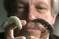worm12706_sm.jpg