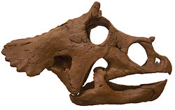 triceratops.jpg