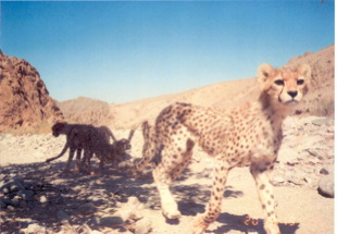 5cheetah2_resize.jpg