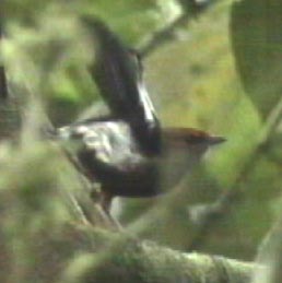 CricketBird