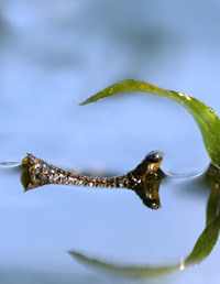 MITlarva.jpg