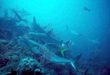Sharks_Reef_web.jpg