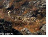 Snowleopard2.jpg
