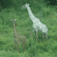White_giraffe.gif