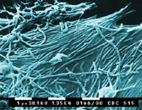 plos102005_1sm.jpg