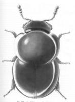 slime-mold_beetle72.jpg